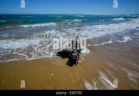 L'Italia, in Sicilia, in provincia di Ragusa, costa sud-orientale, Mare mediterraneo, bole portato a riva dalle onde del mare Foto Stock