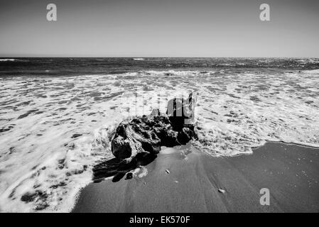 L'Italia, in Sicilia, in provincia di Ragusa, costa sud-orientale, Mare mediterraneo, bole portato a riva dalle onde del mare Foto Stock