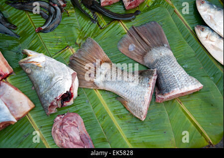 In prossimità della testa di pesce, code di pesce e i visceri di pesce su una verde foglia di banano in Yangon mercato alimentare di Myanmar Foto Stock