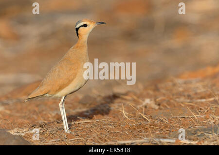 Color crema Courser (Cursorius Cursor) Foto Stock