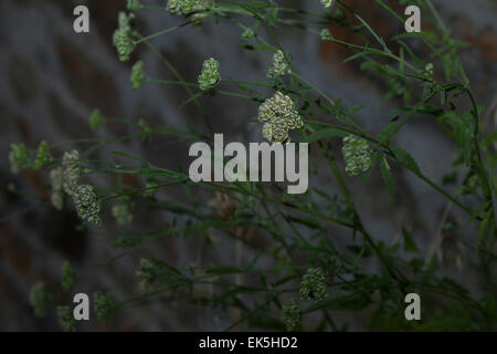 Lâ Elderflower texture al buio Foto Stock