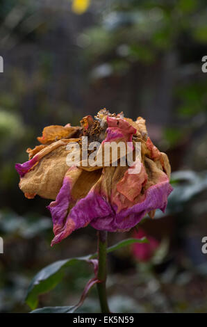 Morto a decadimento di rose con bellissimi colori Foto Stock