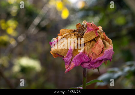 Morto a decadimento di rose con bellissimi colori Foto Stock