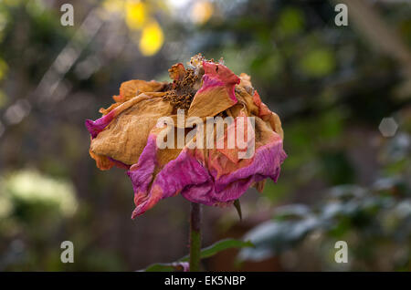 Morto a decadimento di rose con bellissimi colori Foto Stock