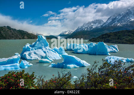 Iceberg dal ghiacciaio Grey (in lontananza) in grigio lago nella Patagonia meridionale del campo di ghiaccio a Torres del Paine compit Foto Stock
