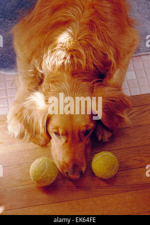 Sleeping Golden Retriever cane con palla da tennis Foto Stock