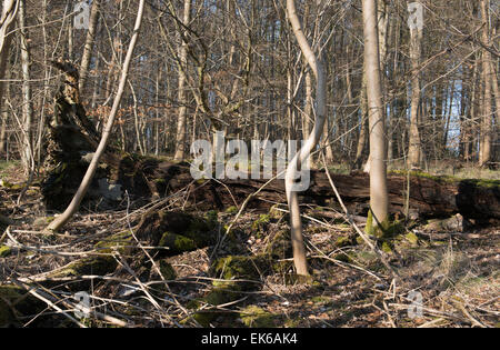 Marciume albero tra la nuova crescita alberelli Foto Stock