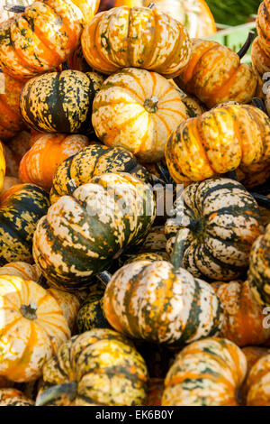 Halloween Halloween grande zucca cucurbita zucche dal raccolto autunnale su un mercato Foto Stock