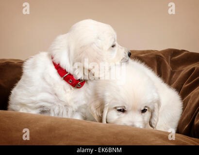 Color platino Golden Retriever cuccioli (6 settimane). Foto Stock