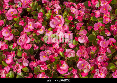 Una cera rosa begonia (o fibroso begonia) nel giardino di casa. Foto Stock