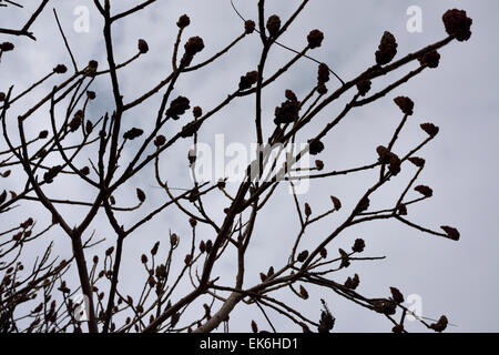 Rami sterili di un Staghorn Sumac bush con drupe contro un cielo grigio Foto Stock