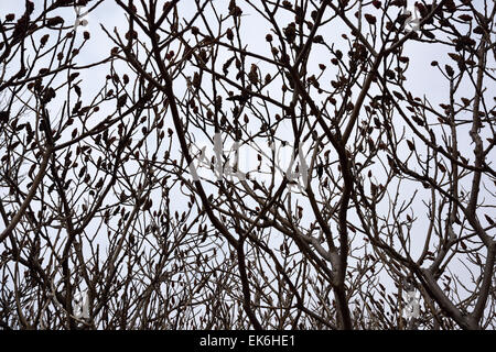 Rami sterili di un cavalletto di Staghorn Sumac bush in primavera con cielo grigio Foto Stock