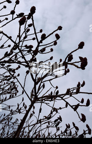 Rami sterili e di drupe di Staghorn Sumac bush contro un cielo grigio Foto Stock