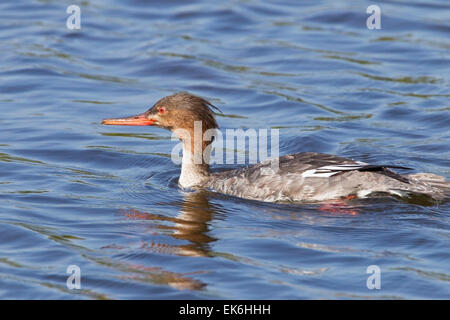 Red-breasted Merganser (Mergus serrator) femmina adulta di nuoto in mare, Florida, Stati Uniti d'America Foto Stock