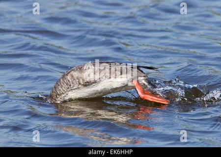 Red-breasted Merganser (Mergus serrator) femmina adulta immersioni in mare, Florida, Stati Uniti d'America Foto Stock