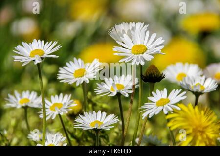 Gänseblümchen - daisy 08 Foto Stock