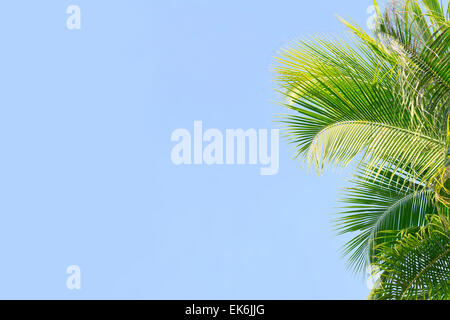 Palm Tree's lascia sul cielo blu sullo sfondo Foto Stock