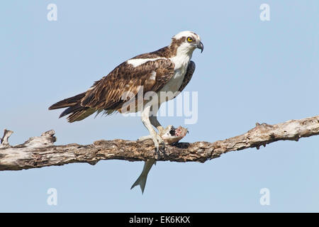 Falco pescatore (Pandion haliaetus) uccello adulto appollaiato sul ramo a mangiare pesce Foto Stock