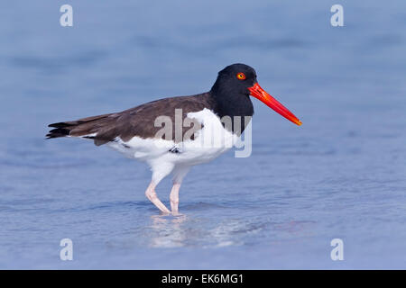 American Oystercatcher (Haematopus palliatus) adulto in piedi in acqua poco profonda, Florida, Stati Uniti d'America Foto Stock