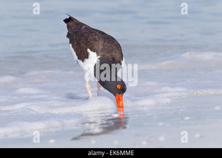 American Oystercatcher (Haematopus palliatus) Alimentazione adulto in acque poco profonde, Florida, Stati Uniti d'America Foto Stock