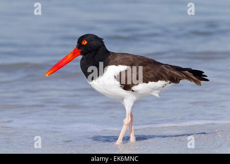 American Oystercatcher (Haematopus palliatus) adulto in piedi in acqua poco profonda, Florida, Stati Uniti d'America Foto Stock