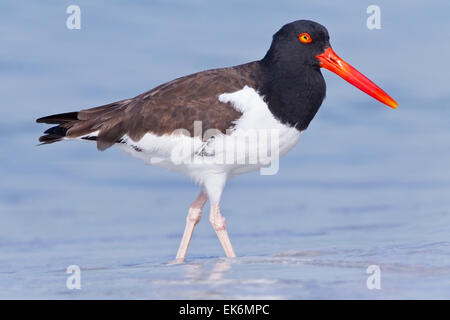 American Oystercatcher (Haematopus palliatus) adulto in piedi in acqua poco profonda, Florida, Stati Uniti d'America Foto Stock