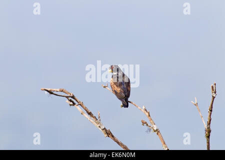 Bronzo-winged Parrot (Pionus chalcopterus) adulto appollaiato in albero morto, Ecuador, America centrale Foto Stock