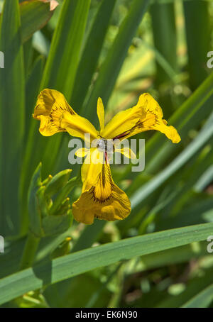 Bud di Iris gialla, noto anche come bandiera gialla (Iris pseudacorus) con gocce di acqua e di un piccolo insetto. Foto Stock