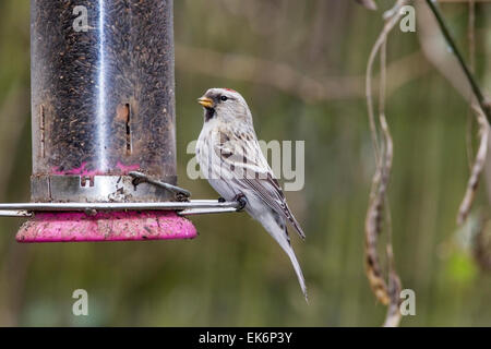 Arctic Redpoll (Acanthis hornemanni o Carduelis hornemanni) adulto alimentazione a semi di girasole bird feeder, Norfolk, Inghilterra, Regno Unito Foto Stock