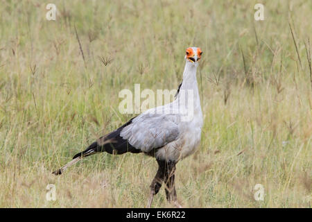 Segretario Bird (Sagittarius serpentarius) adulto a piedi attraverso l'erba steppe, Masai Mara, Kenya, Africa orientale Foto Stock