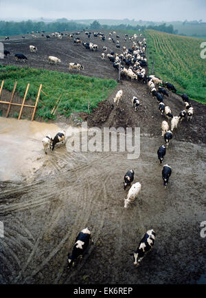 Vista aerea di mucche provenienti da pascolo per la mungitura. Giorno di pioggia su un Upstate New York dairy farm. Foto Stock