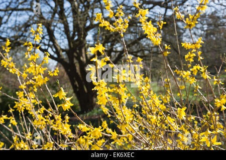 Il giallo dei fiori di primavera di forsitia × intermedia, o bordo di forsitia, 'Arnold Giant' ad RHS Gardens, Wisley, Surrey, Regno Unito Foto Stock