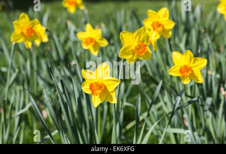Narcissus "pinza" alla RHS Gardens, Wisley, Surrrey, UK: petali gialli con tazza grande o a forma di tromba corona arancione Foto Stock