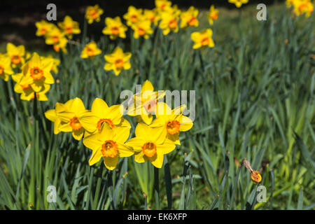 Narcissus "pinza" alla RHS Gardens, Wisley, Surrrey, UK: petali gialli con tazza grande o a forma di tromba corona arancione Foto Stock