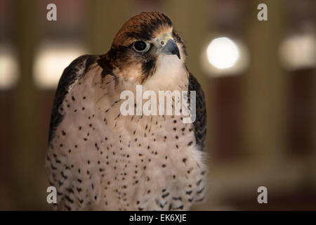 Un grande, di crow-dimensionato falcon, ha un colore blu-grigio retro, banditi underparts bianchi, e una testa di colore nero e 'moustache'. Come è tipico di Foto Stock