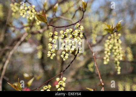 Telecomando di delicato colore giallo pallido racemi di Stachyurus chinensis 'Celina' alla RHS Gardens, Wisley, Surrey, Regno Unito fioritura in primavera Foto Stock