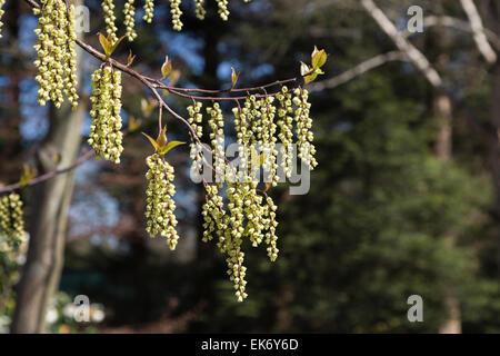 Telecomando di delicato colore giallo pallido racemi di Stachyurus chinensis 'Celina' alla RHS Gardens, Wisley, Surrey, Regno Unito fioritura in primavera Foto Stock