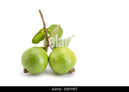 Local Thai green guaiava isolati su sfondo bianco Foto Stock