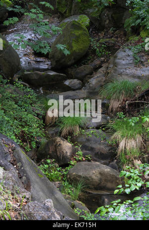 Creek a destra dopo una leggera pioggia Foto Stock