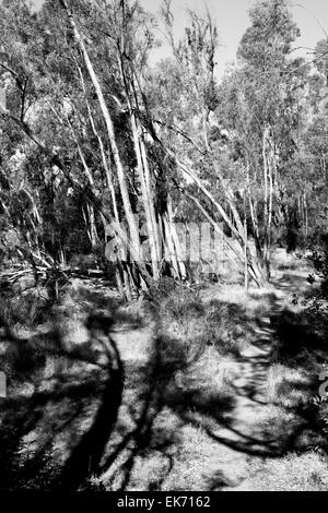 Prato e bosco ceduo, in bianco e nero Foto Stock