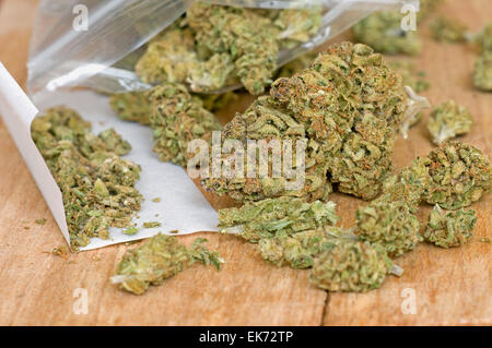 Asciugare la marijuana gemme con carta per fumatori Foto Stock