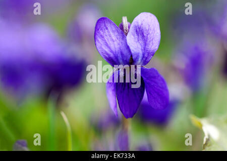 Viola odorata, viola mammola close up Foto Stock