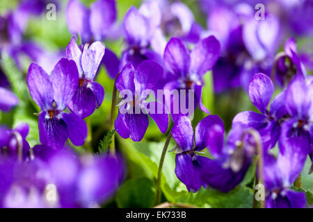 Viola odorata, viola mammola, pianta aromatica in fiore Foto Stock