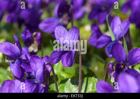 Viola odorata, viola mammola, pianta aromatica in fiore Foto Stock