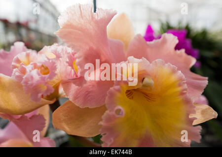 Fiori di orchidea che cresce su pietra lavica. Big Island delle Hawaii, Foto Stock