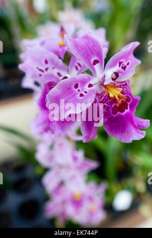 Fiori di orchidea che cresce su pietra lavica. Big Island delle Hawaii, Foto Stock