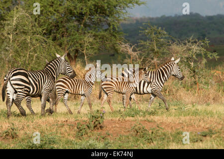 Allevamento di Zebra Kidepo Valley National Park in Uganda del nord, Africa orientale Foto Stock