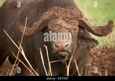 Bufali a Kidepo Valley National Park in Uganda del nord, Africa orientale Foto Stock