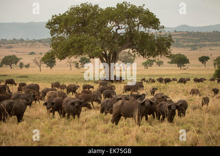 Mandria di bufali Kidepo Valley National Park in Uganda del nord, Africa orientale Foto Stock