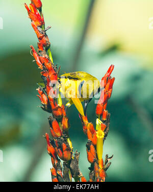 Maschio a becco giallo o Sunbird oliva-backed Sunbird (Nectarinia jugularis o Cinnyris jugularis), Queensland, Australia Foto Stock